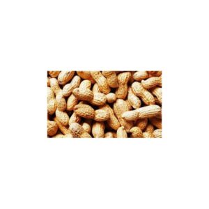 Groundnut